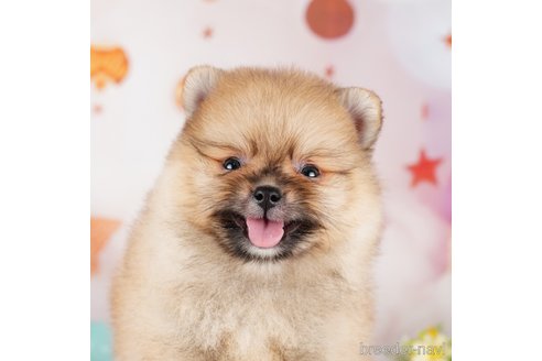 成約済の茨城県のポメラニアン-283348の1枚目